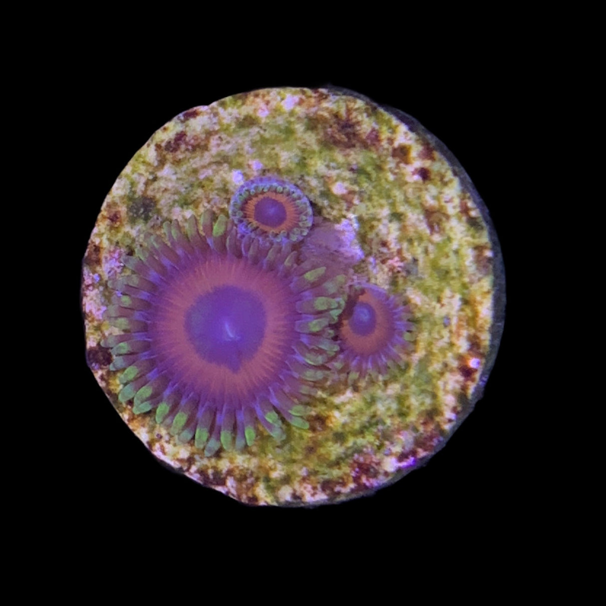 Zoa Frag