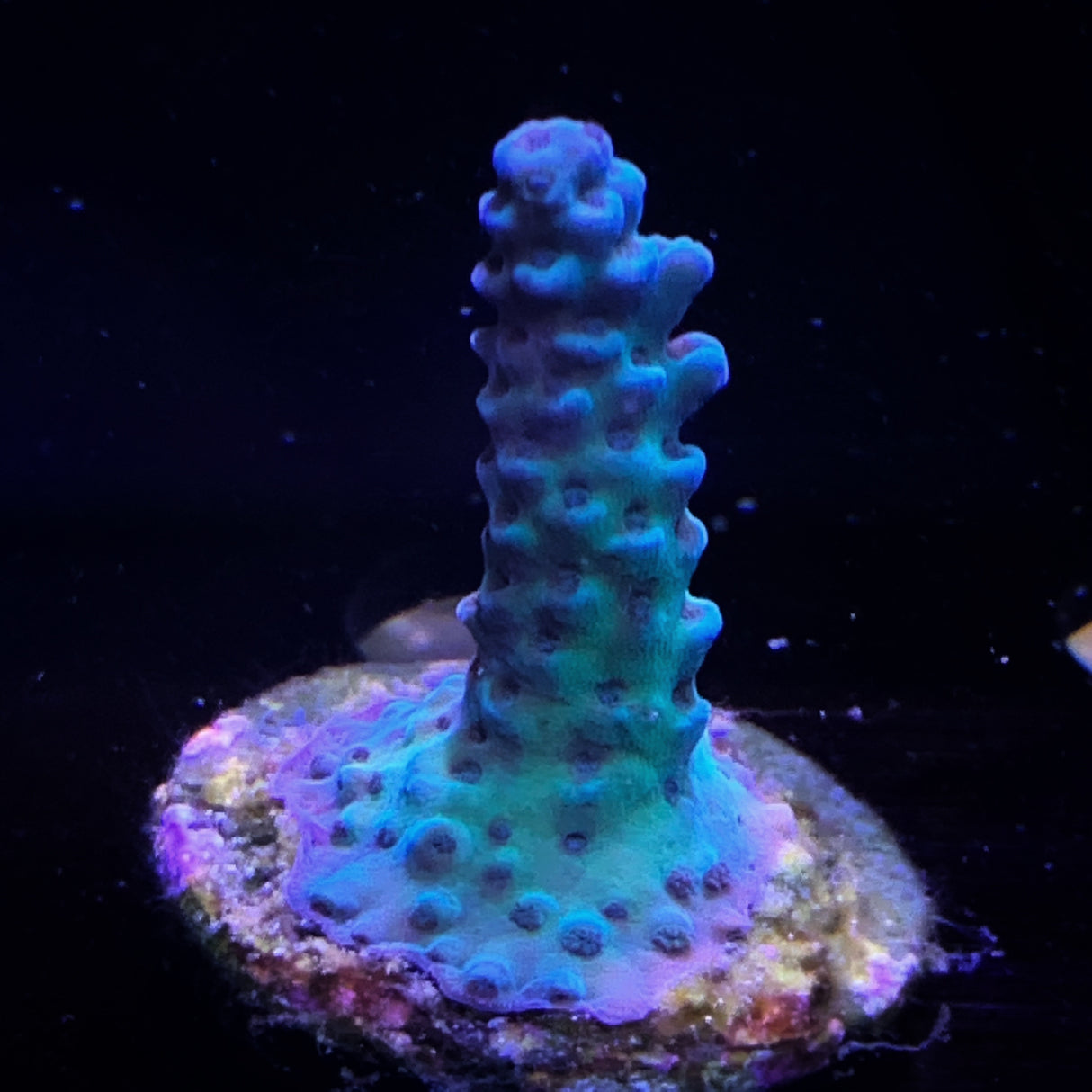 Acropora Frag