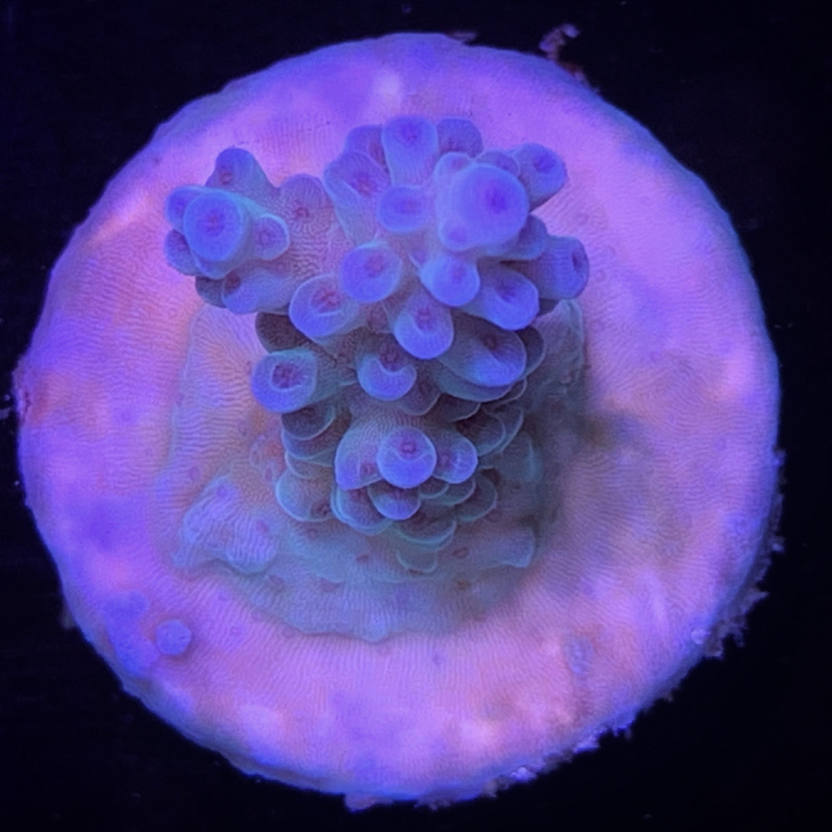 Acropora Frag