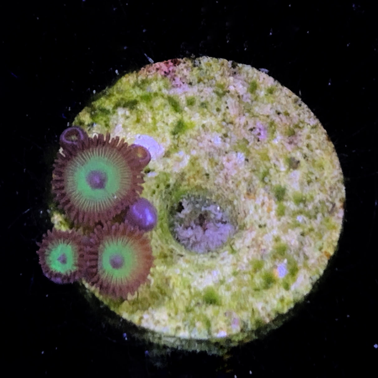 Zoa Frag