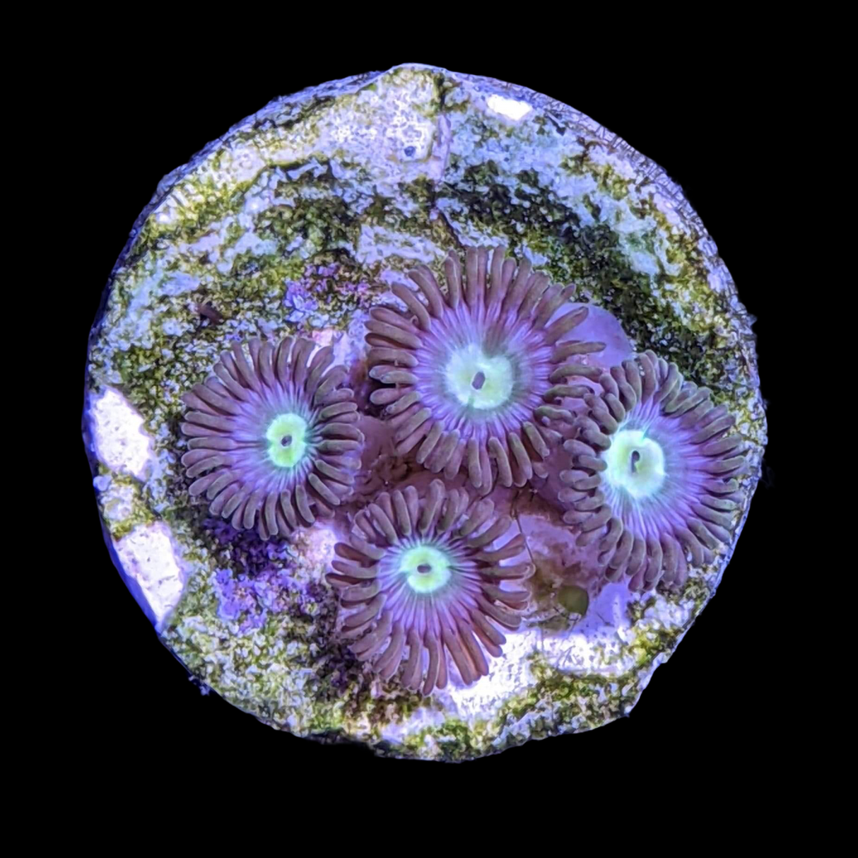 Zoa Frag