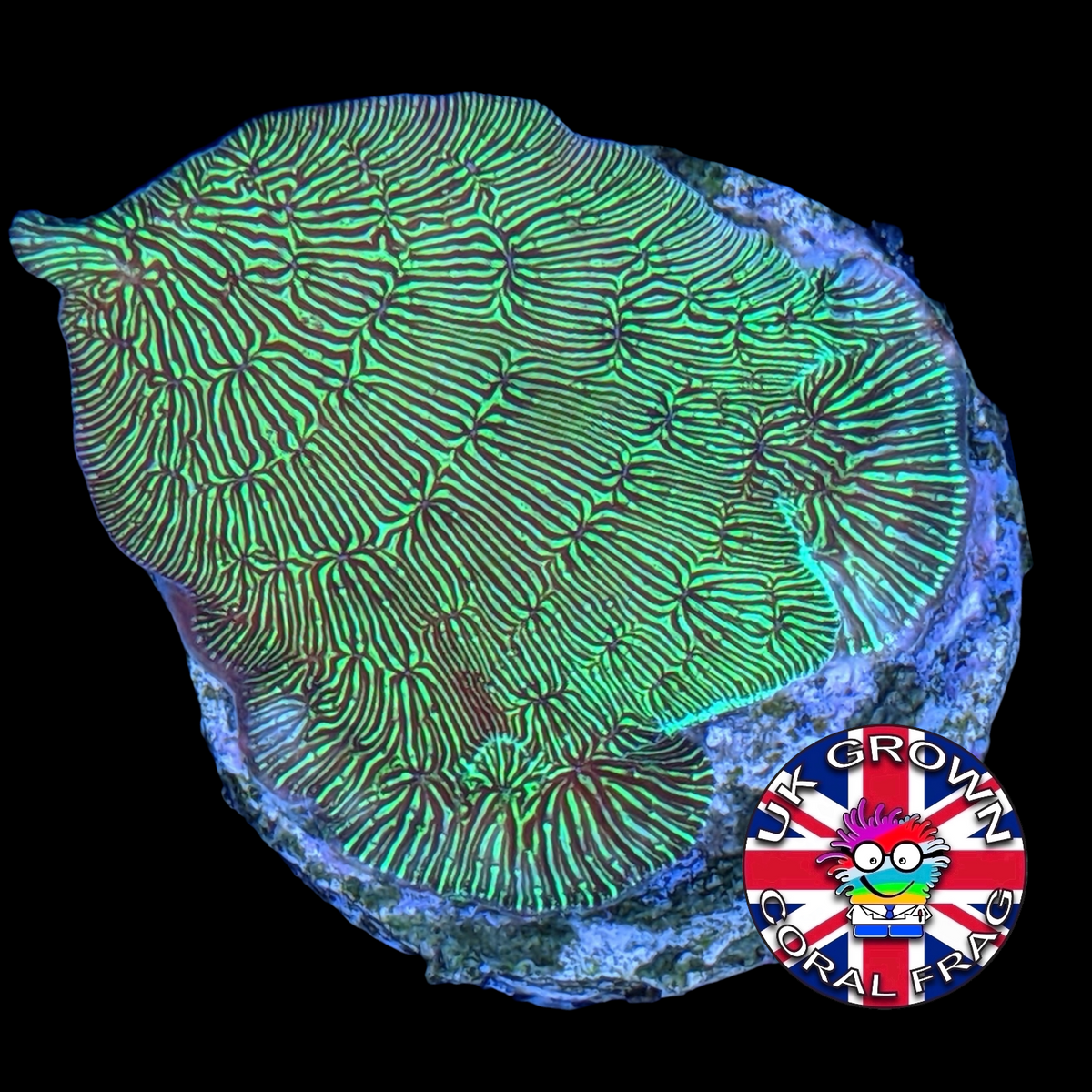 Metallic Green Pavona (UK Grown)