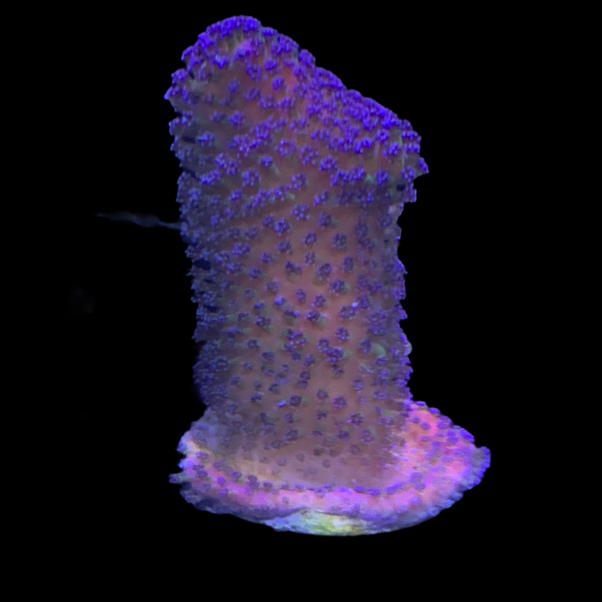 Purple Stylophora Pistillata