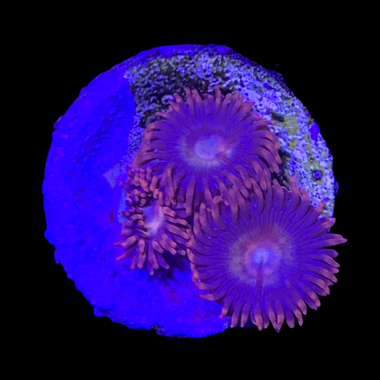 Zoa Frag