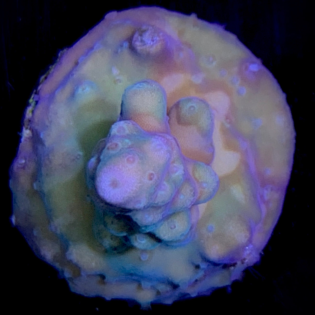 Acropora Frag