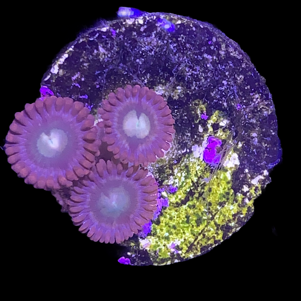 Zoa Frag