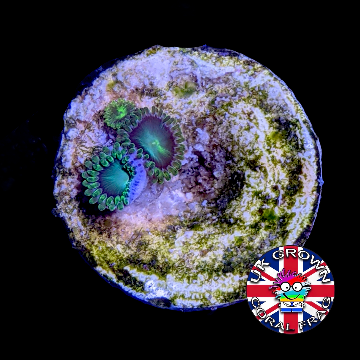 Zoa Frag (UK Grown)