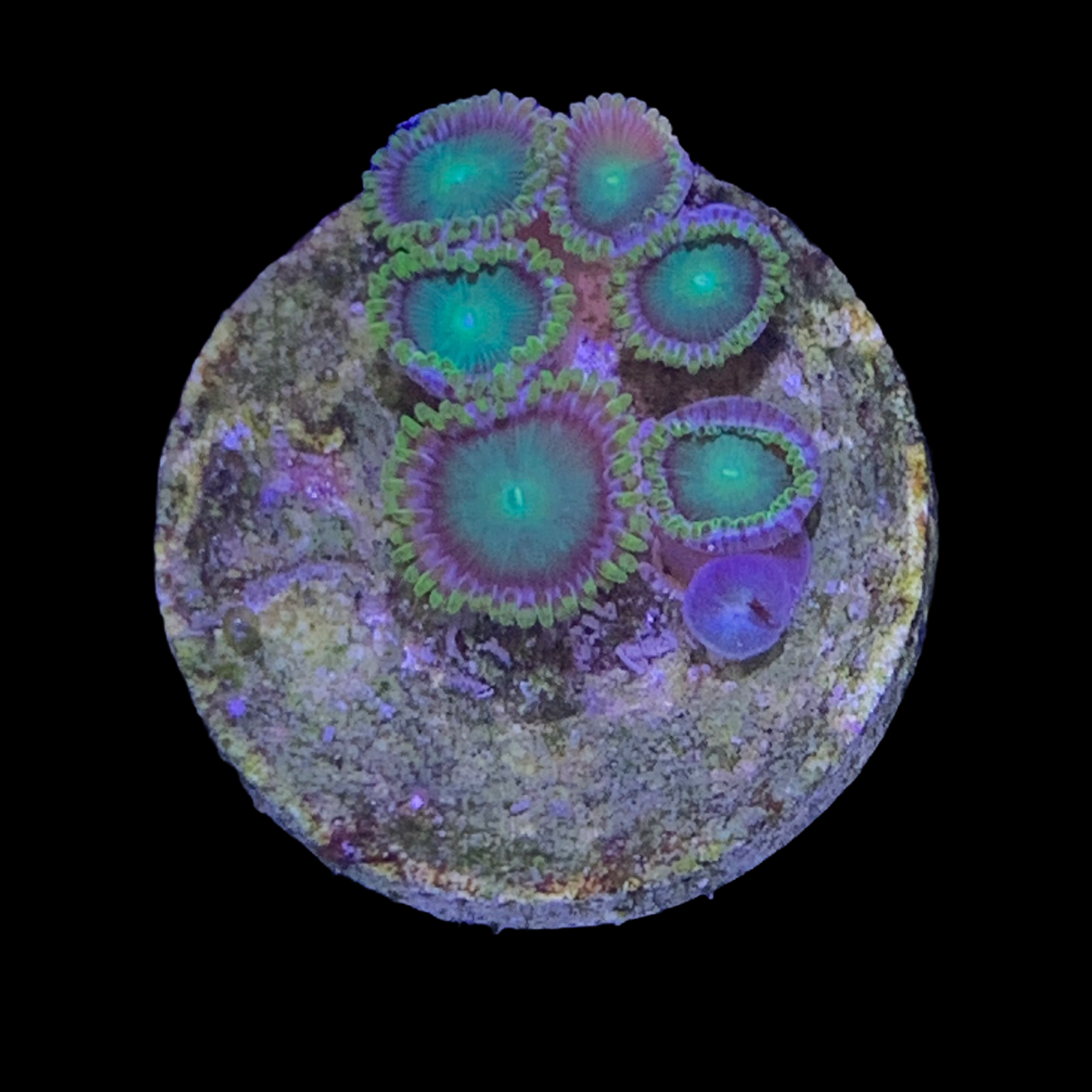 Zoa Frag