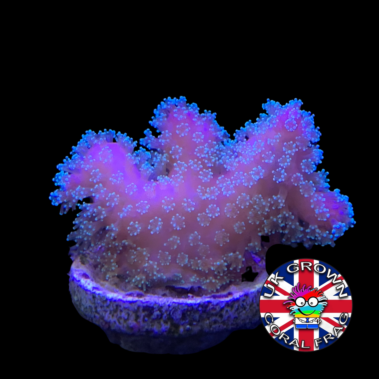 Pink Stylophora Pistillata (UK Grown)