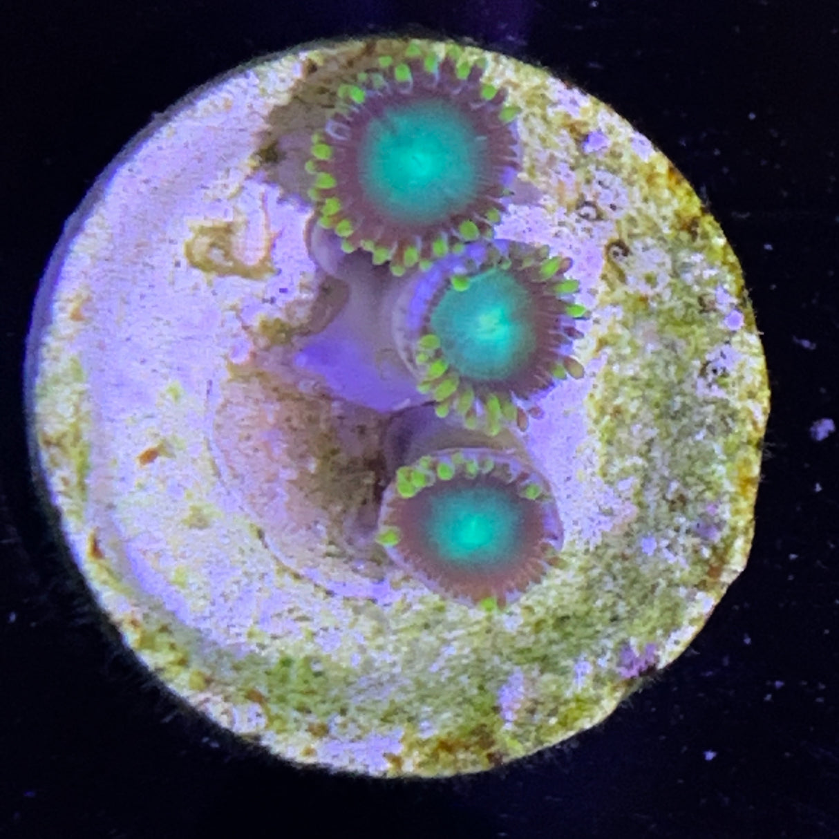 Zoa Frag