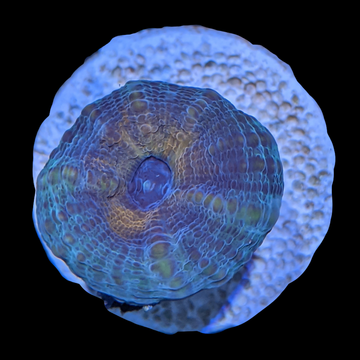Colourful Lobophyllia