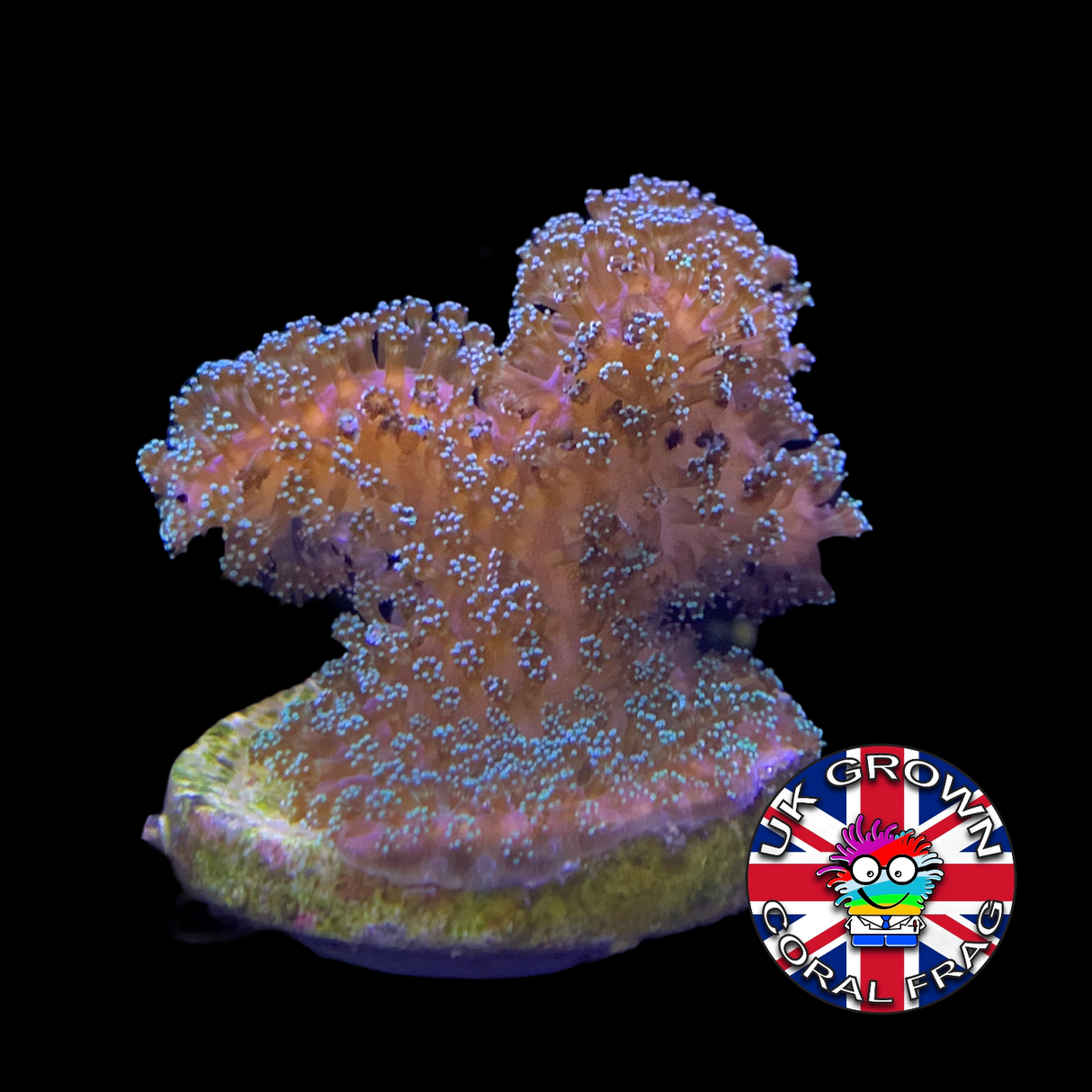 Green Stylophora Pistillata (UK Grown)