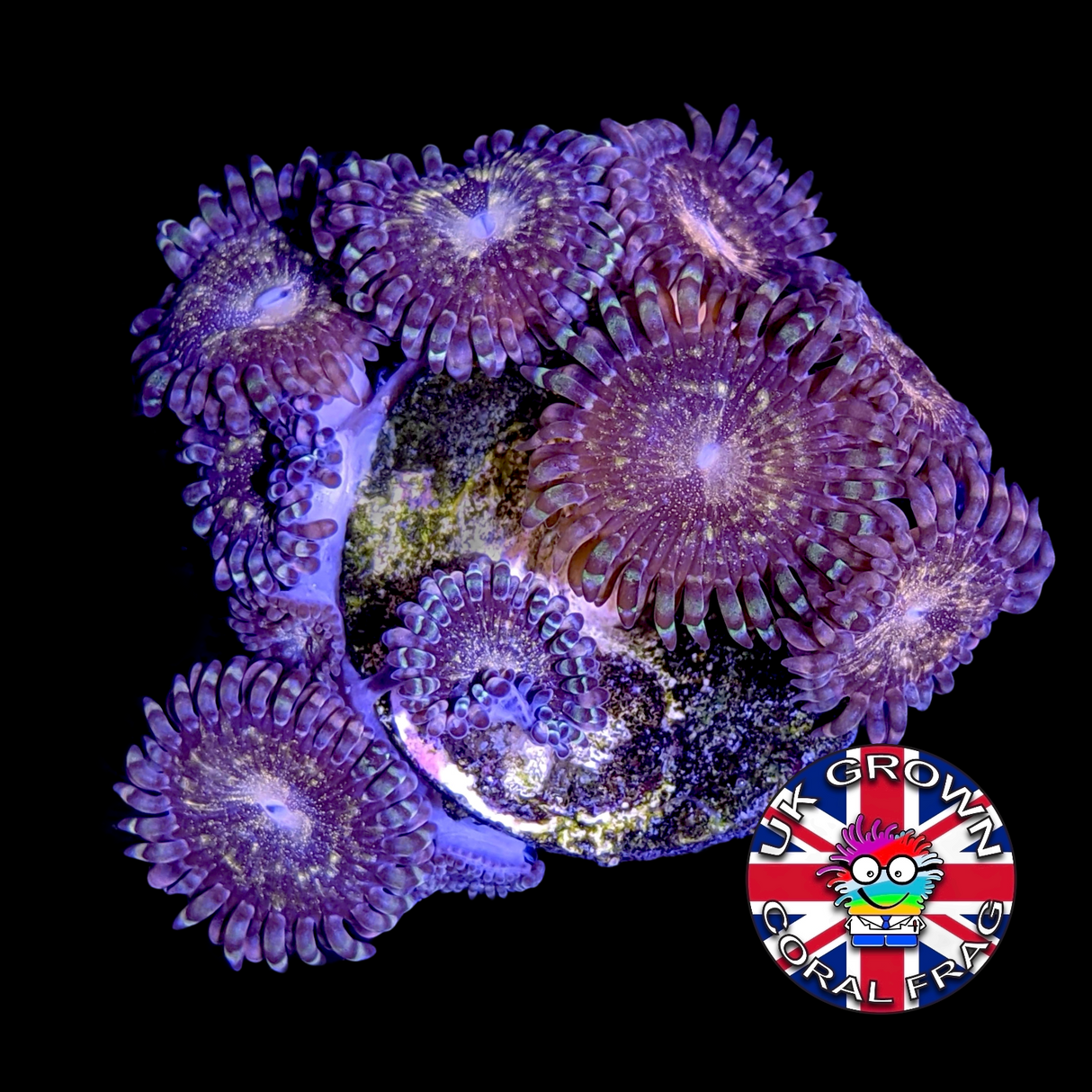 Zoa Frag (UK Grown)