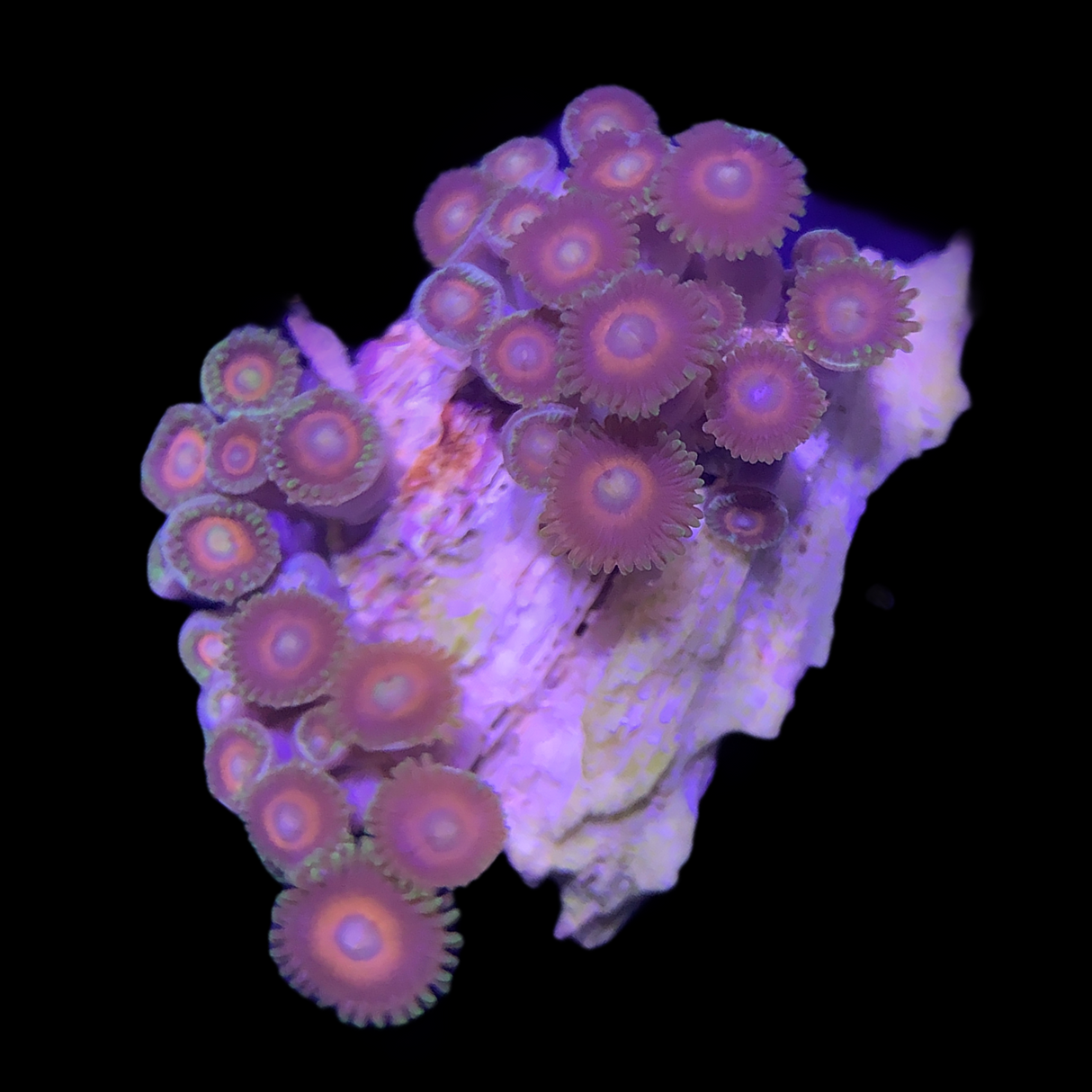 Zoa Mini Colony
