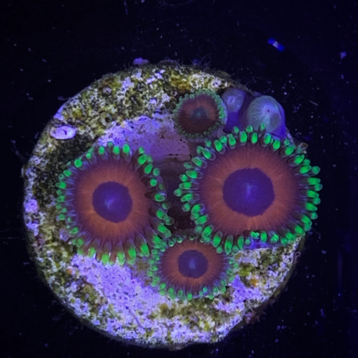 Zoa Frag