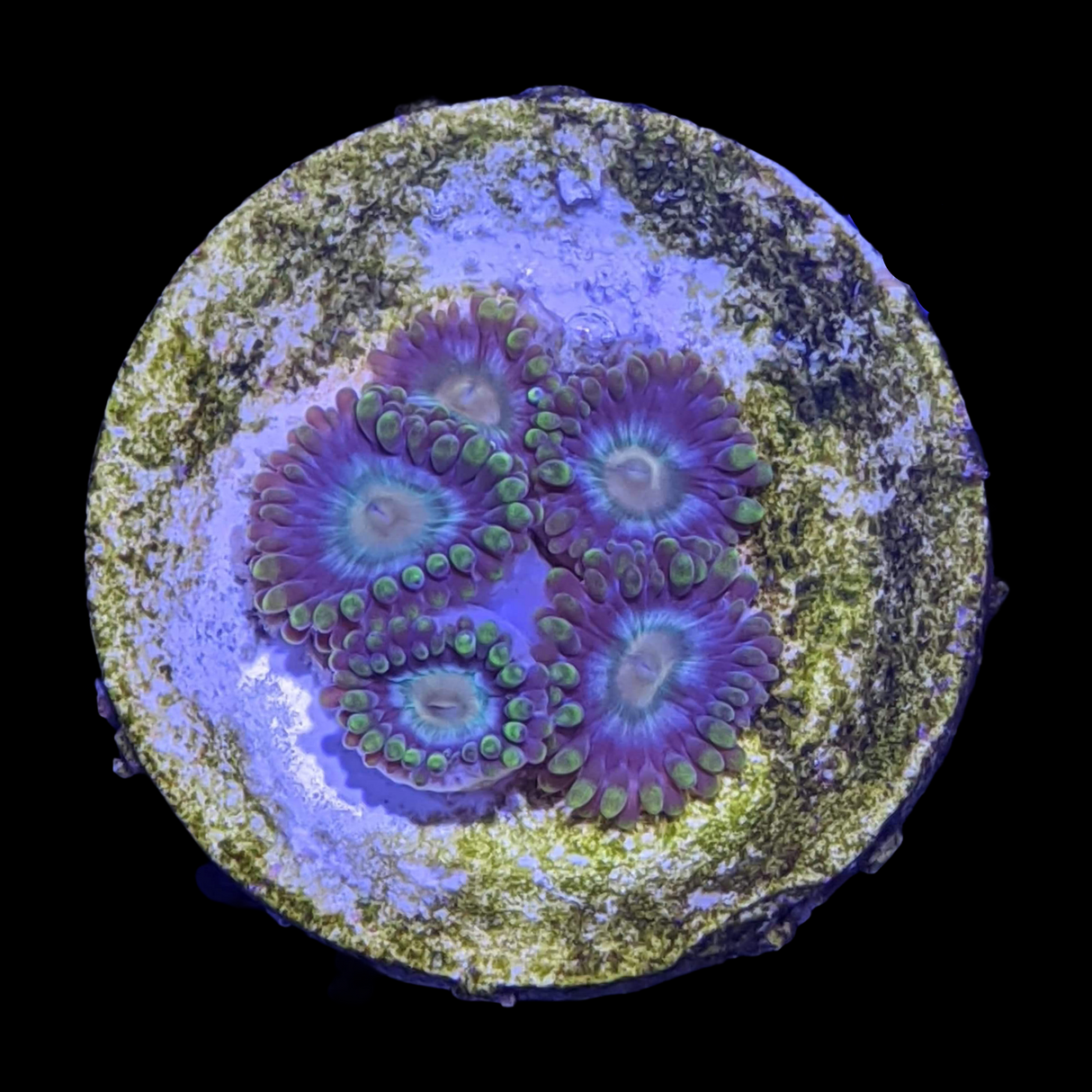 Zoa Frag