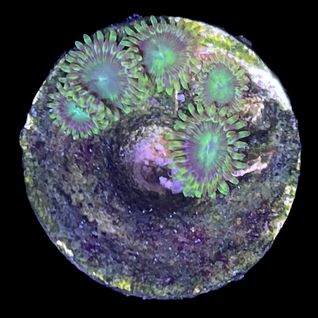 Radioactive Dragons Eyes Morph Zoa Frag