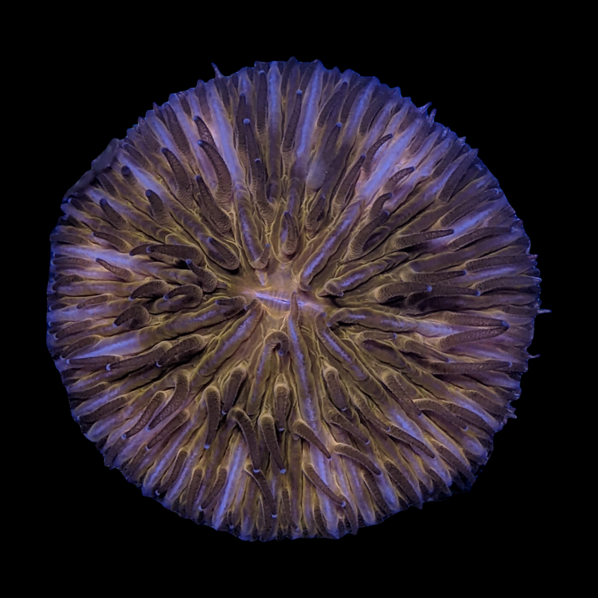 Orange Fungia Plate (Collection only)