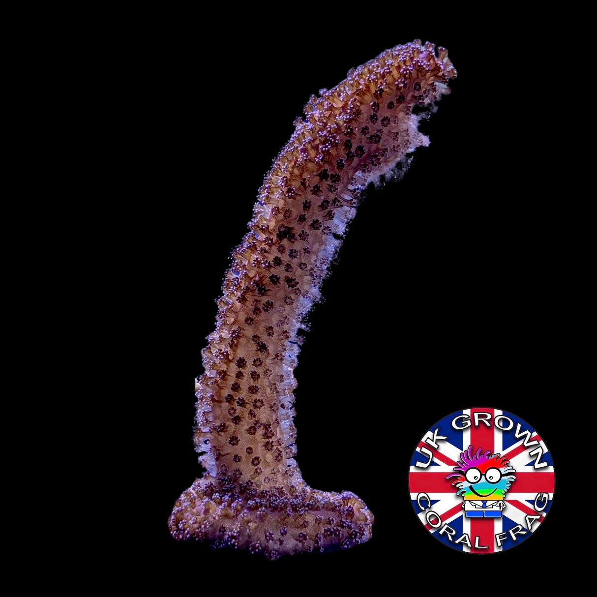 Stylophora Pistillata (UK Grown)