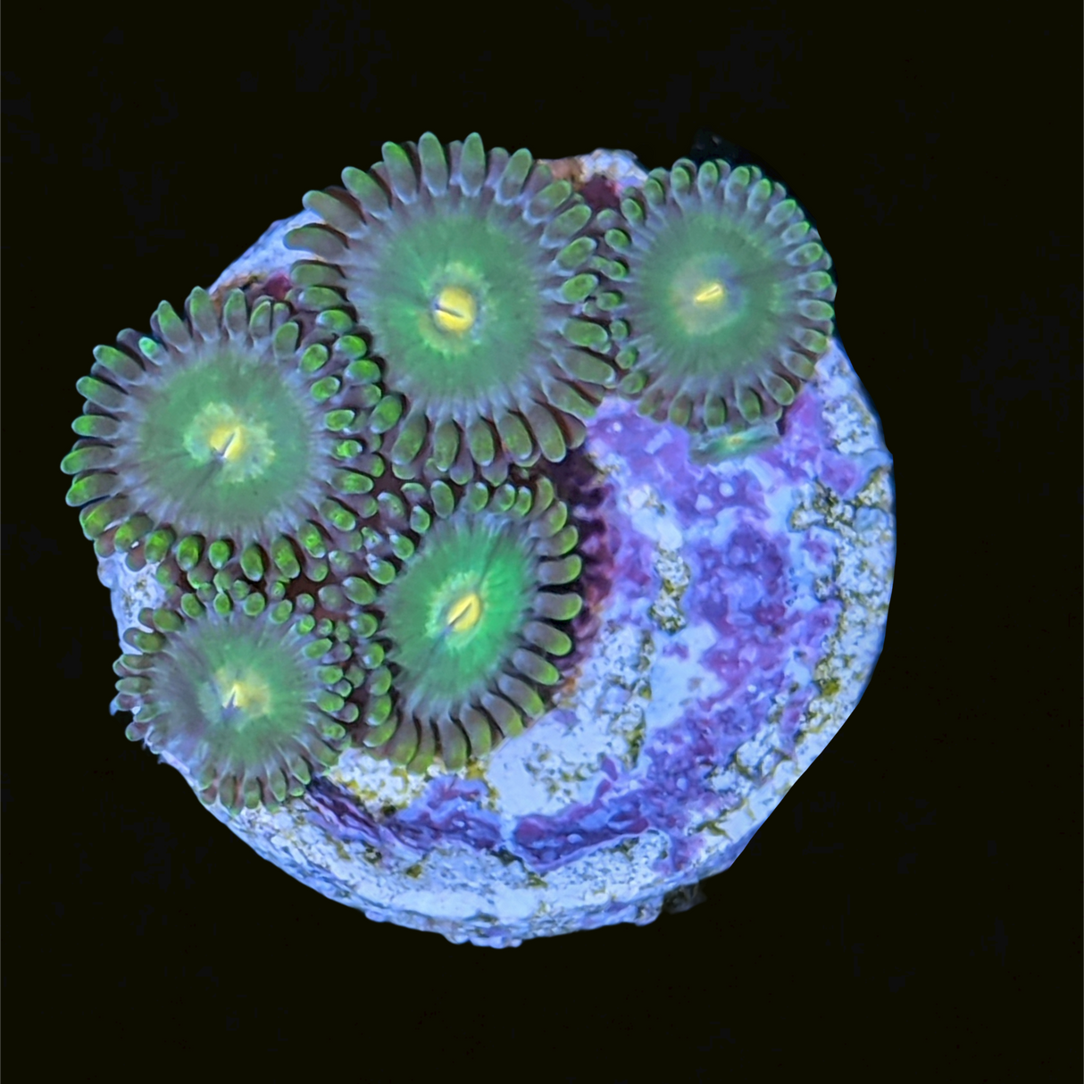 John Deere Zoa Frag