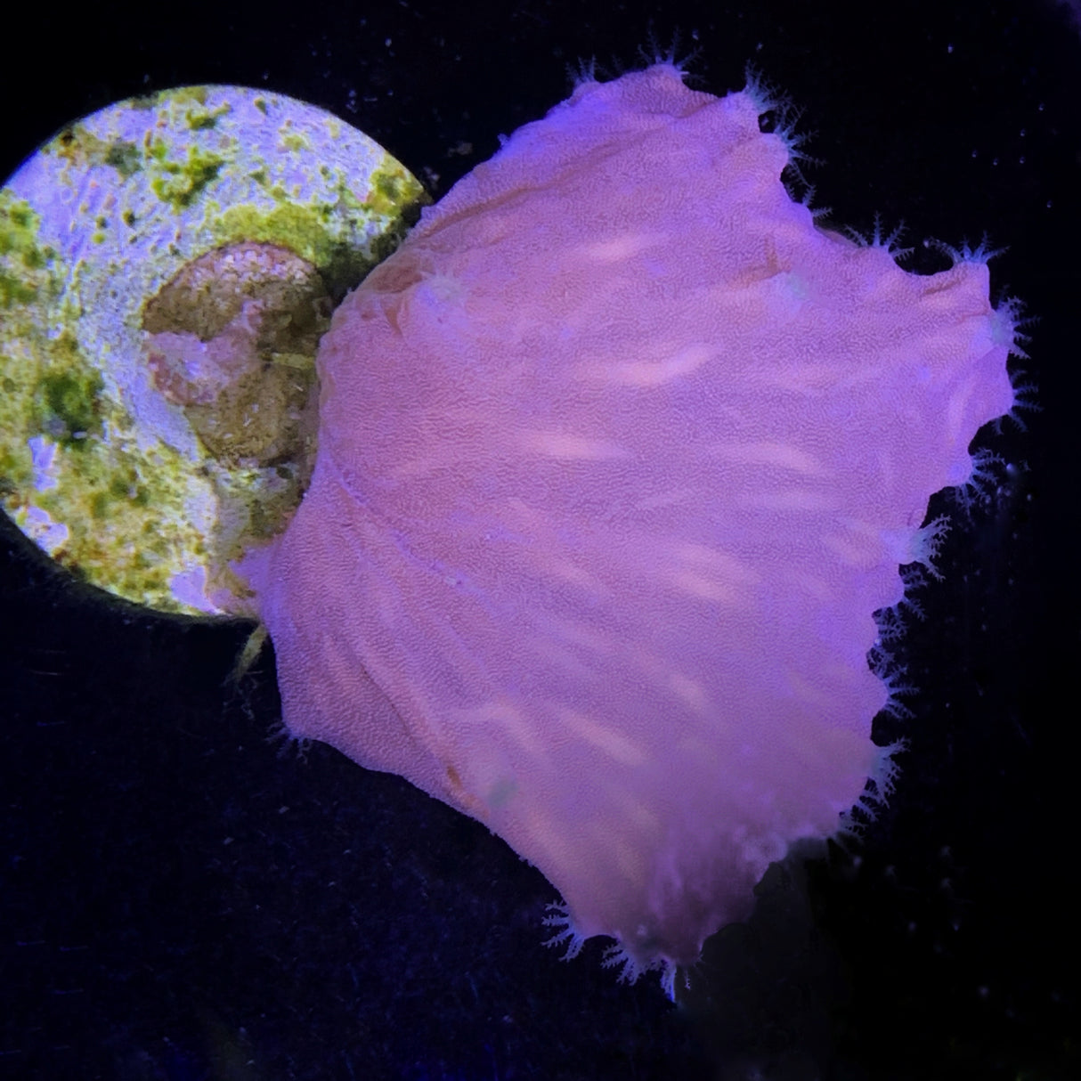 Cabbage Coral