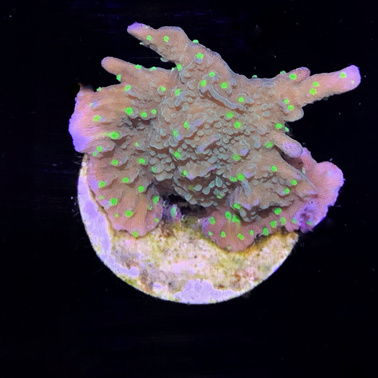 Hirsuta Montipora