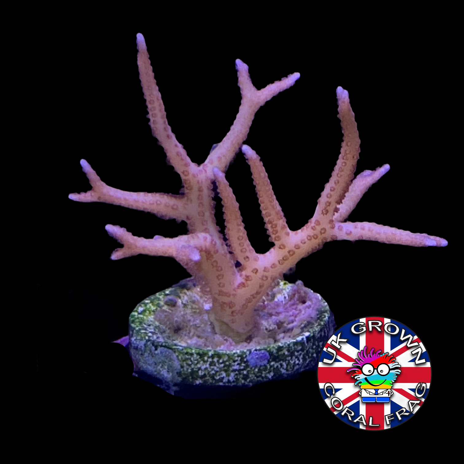 Pink Hystrix Seriatopora (UK Grown)