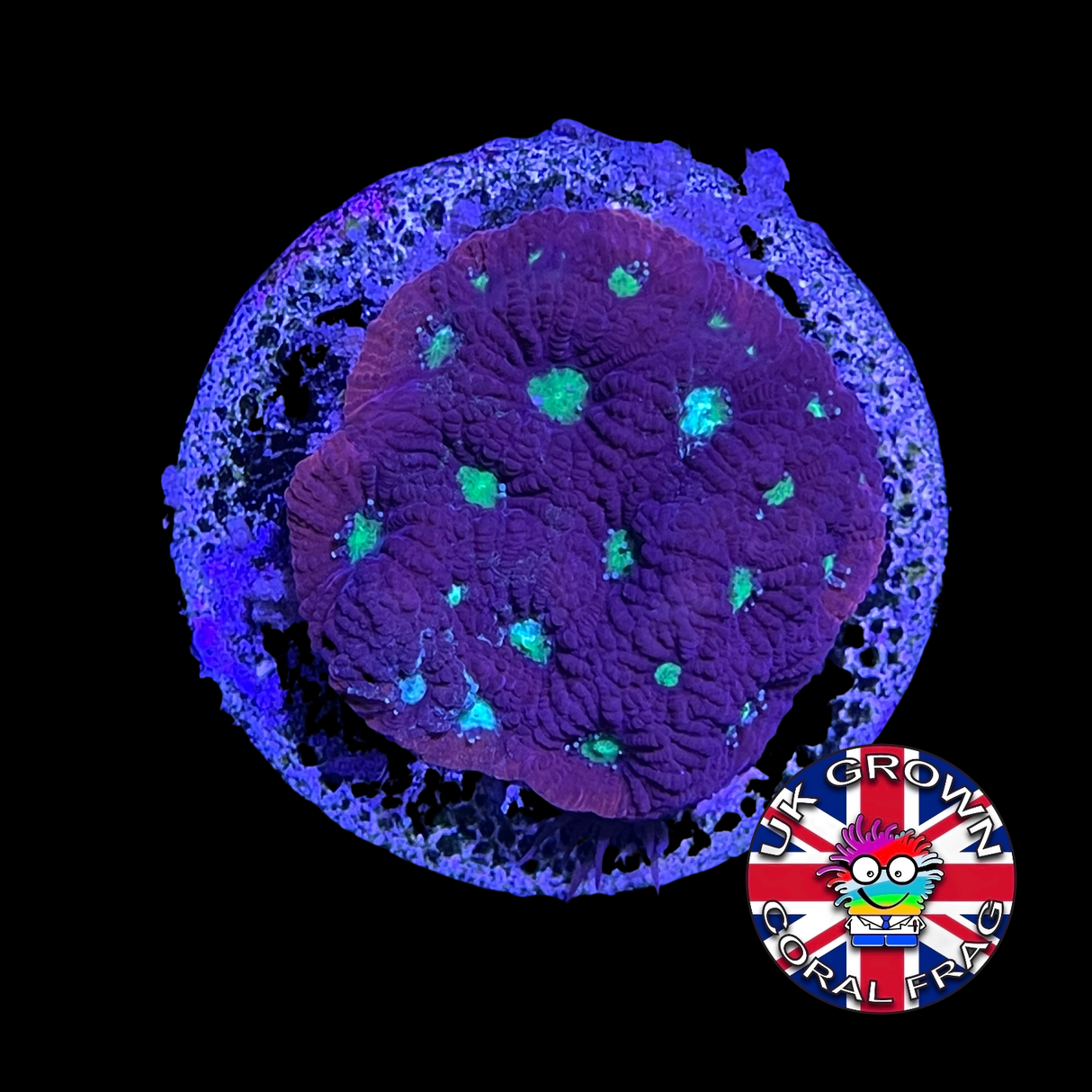 Favites Pentagona War Coral (UK Grown)
