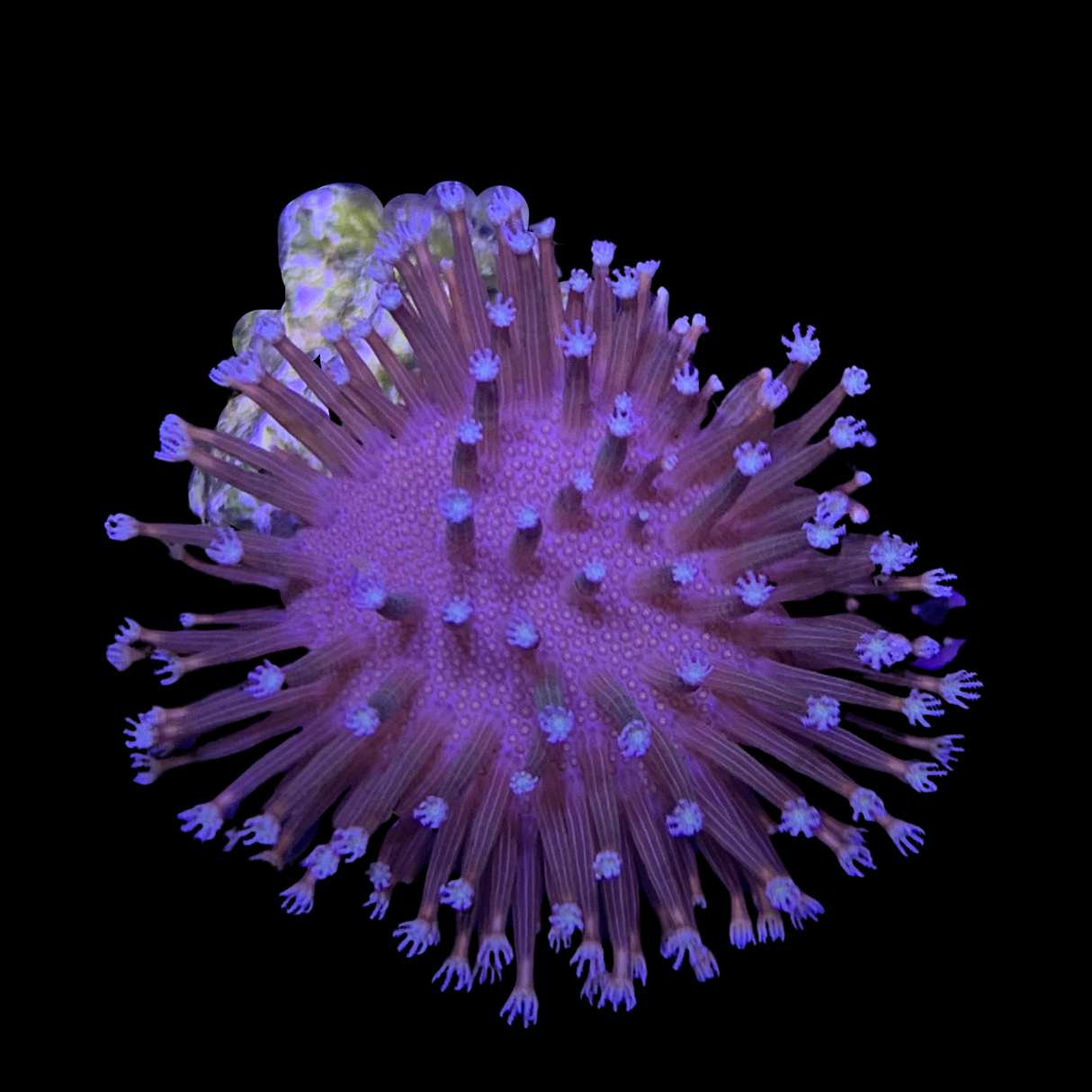 Toadstool coral