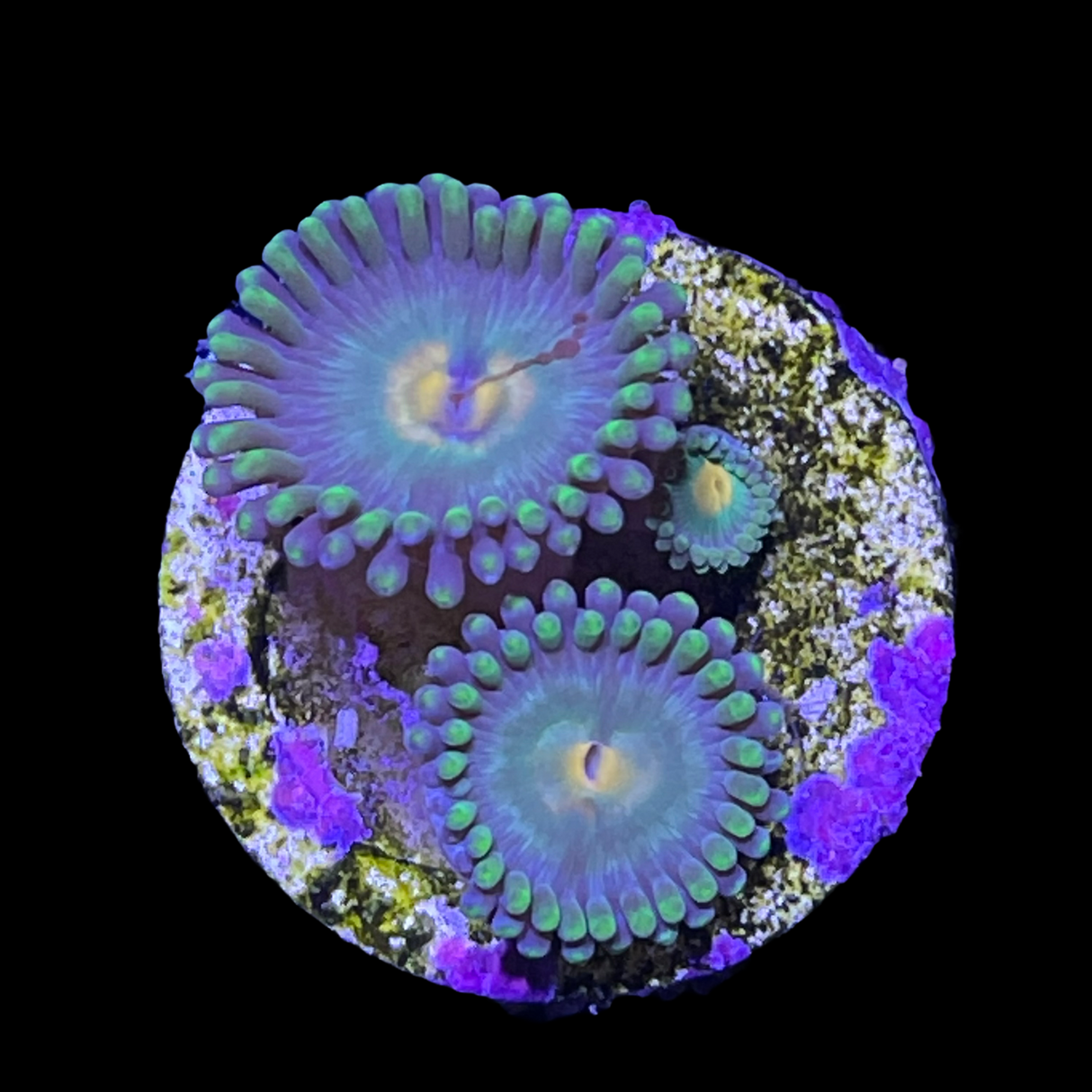 Zoa Frag