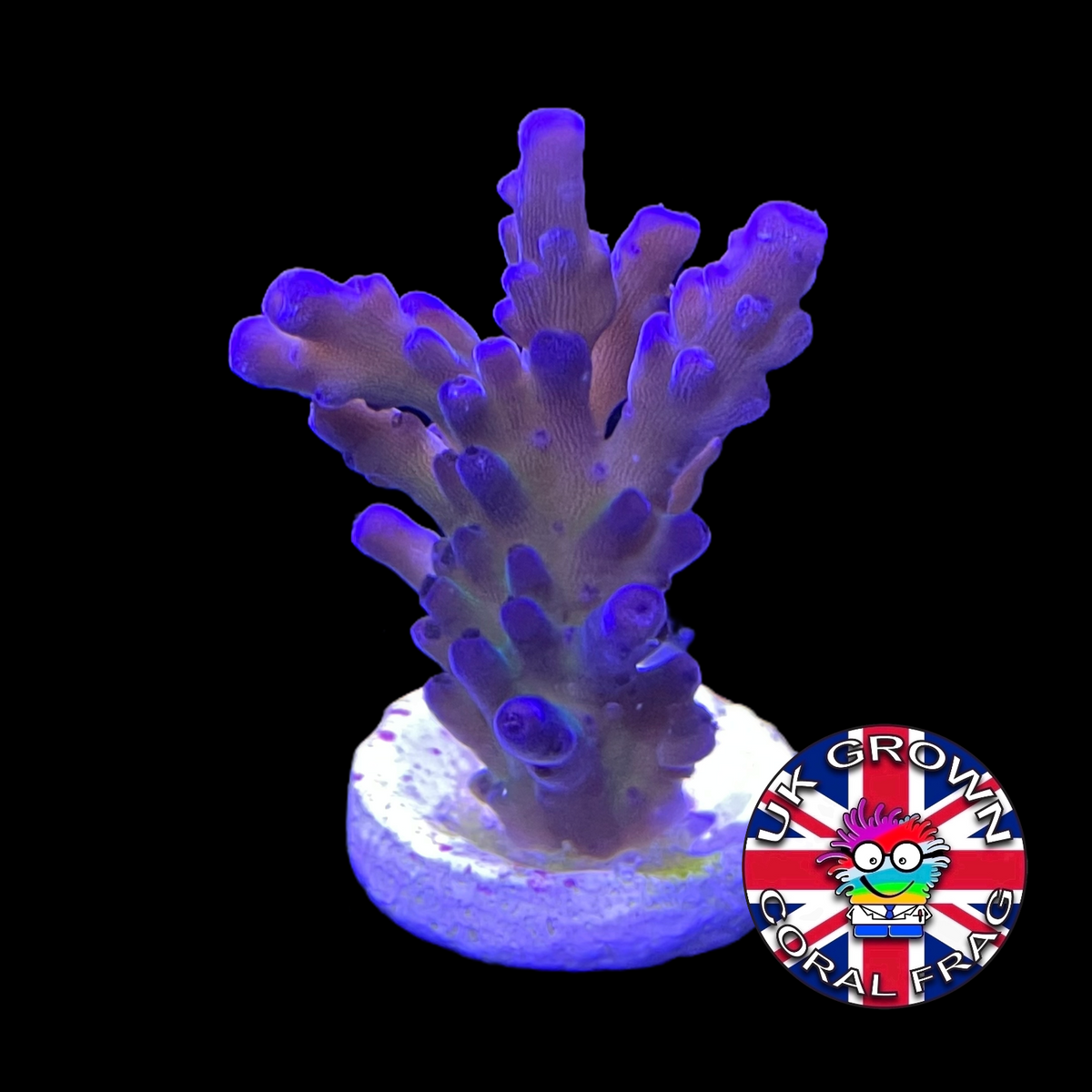 California Tort Acropora Frag (UK Grown)