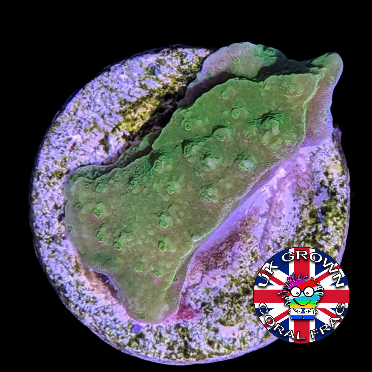 Green plating Montipora (UK Grown)