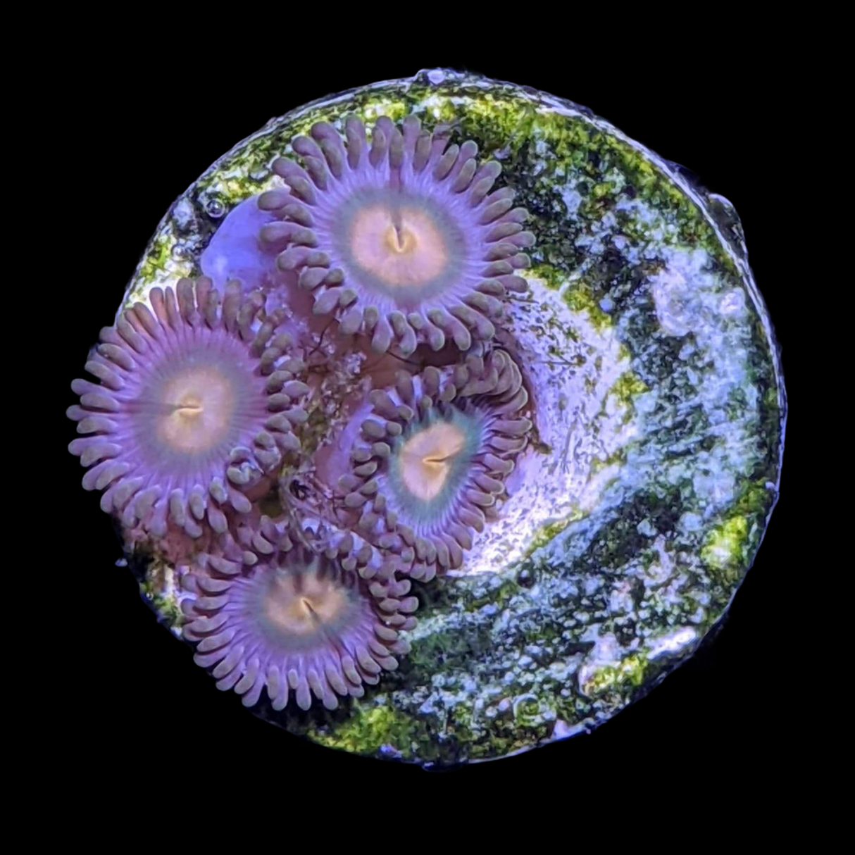 Zoa Frag