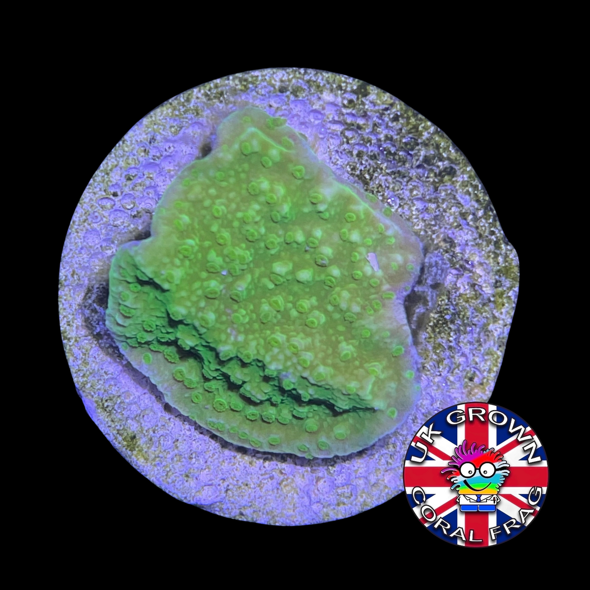 Green plating Montipora (UK Grown)