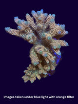 Acropora Indonesia Colonies