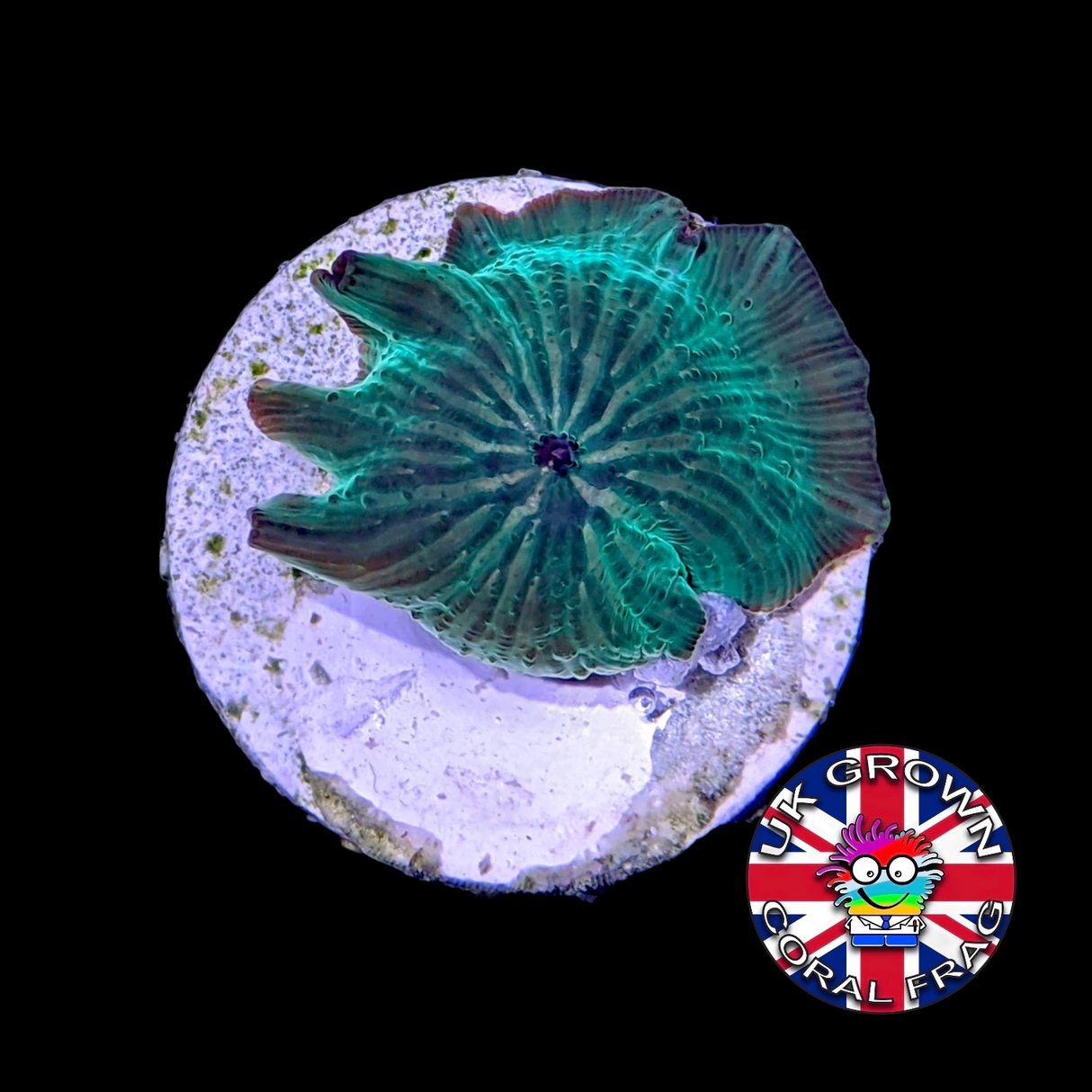 Watermelon Green Mushroom (UK Grown)