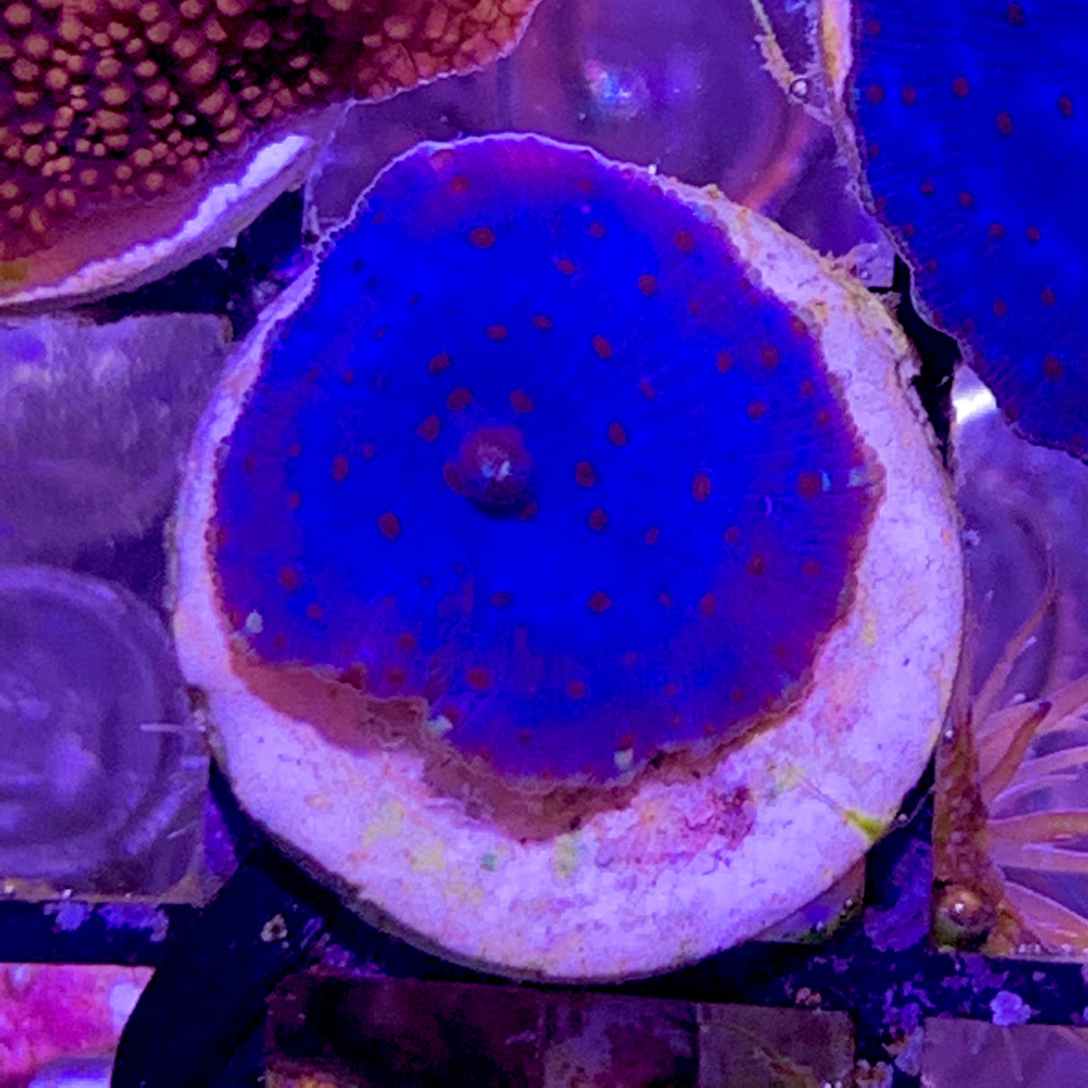 Electric Blue Mushroom