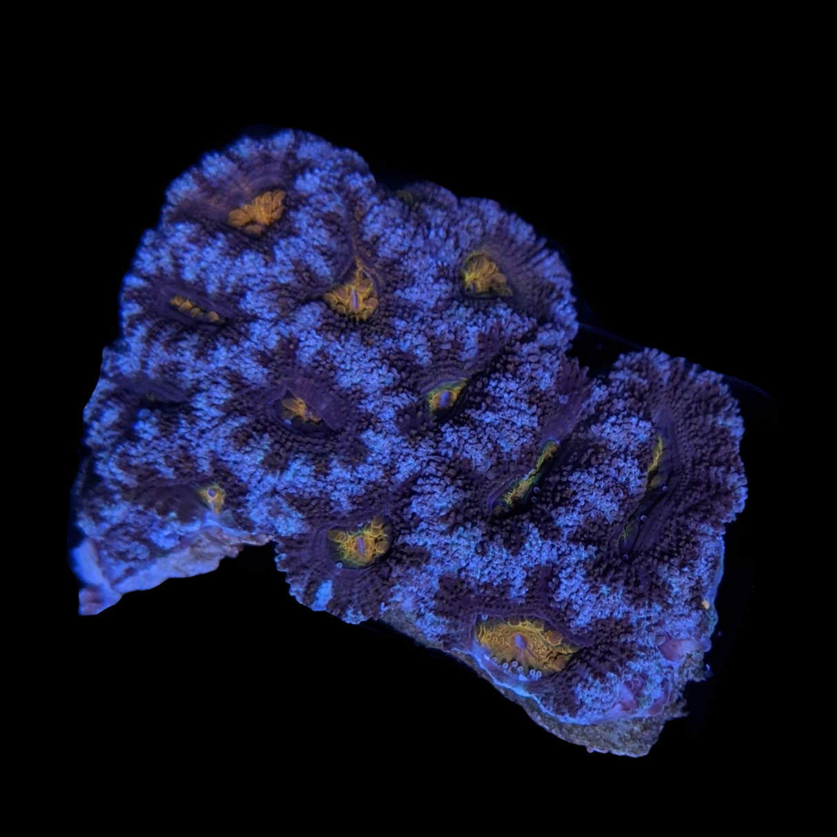 Acanthastrea Lordhowensi