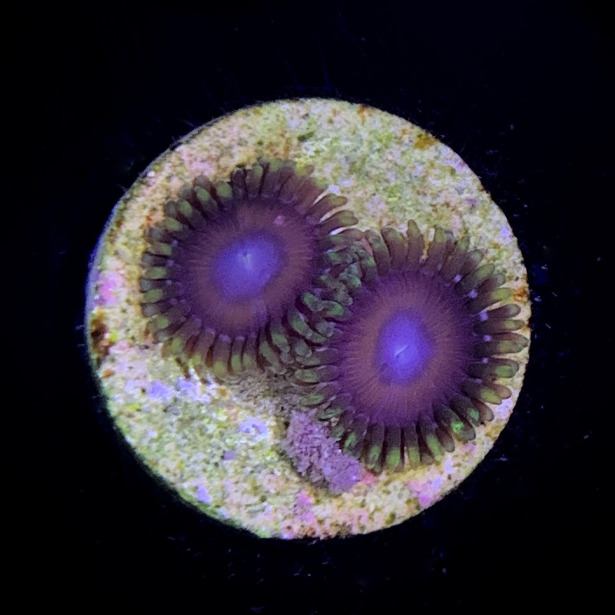 Zoa Frag