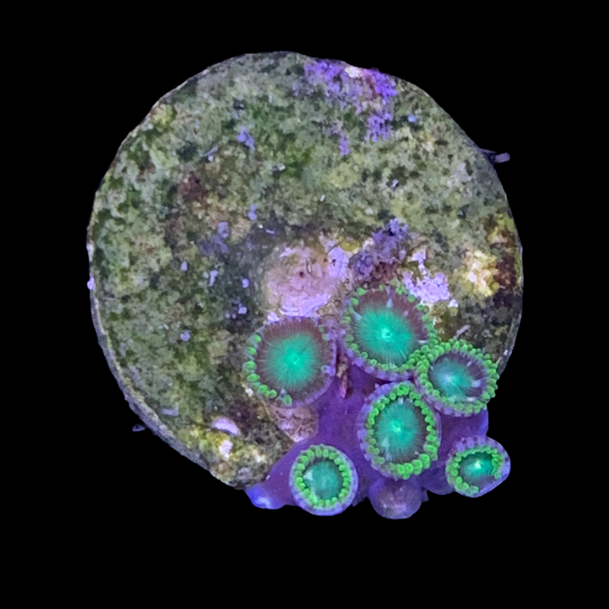 Zoa Frag