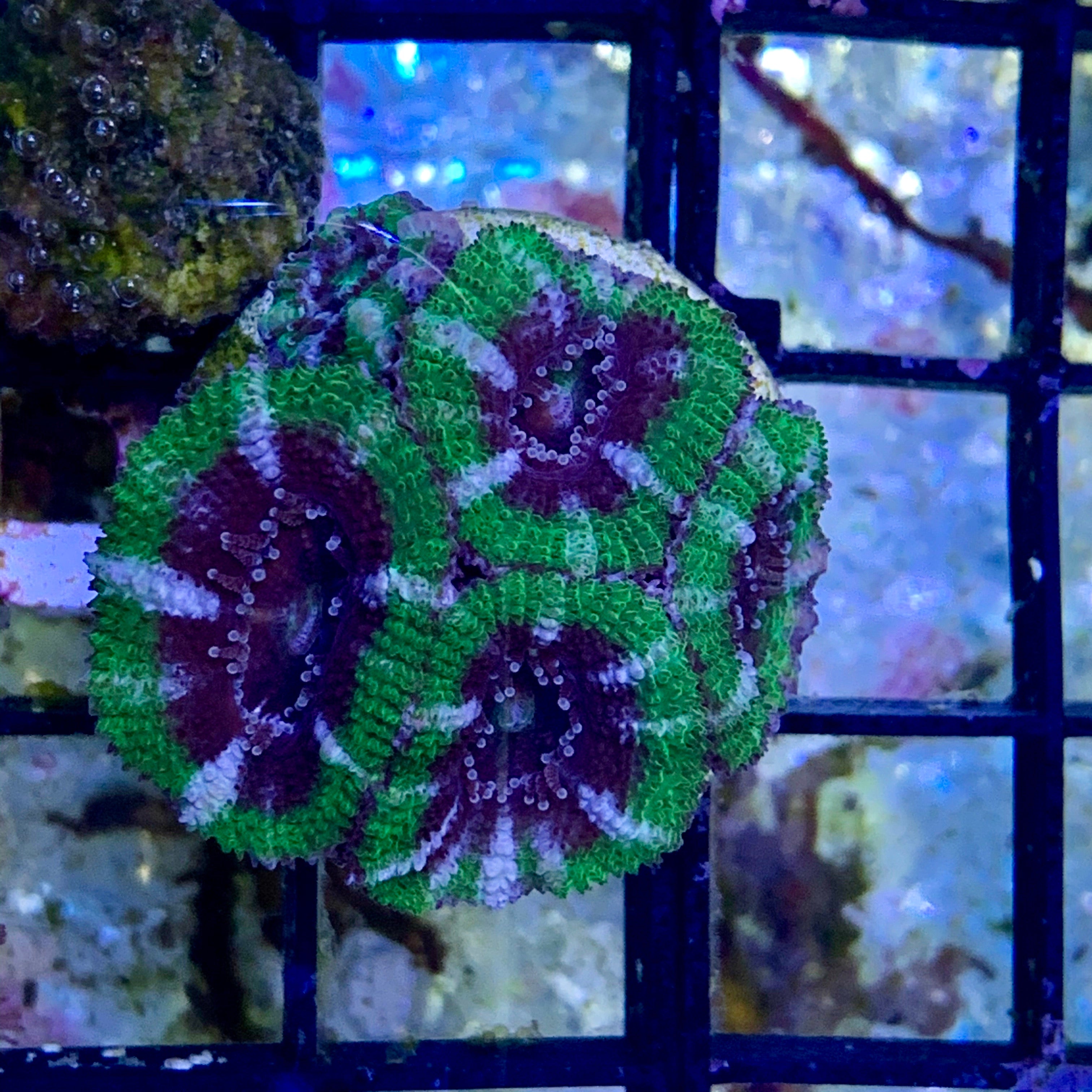 5 Head Acan Frag