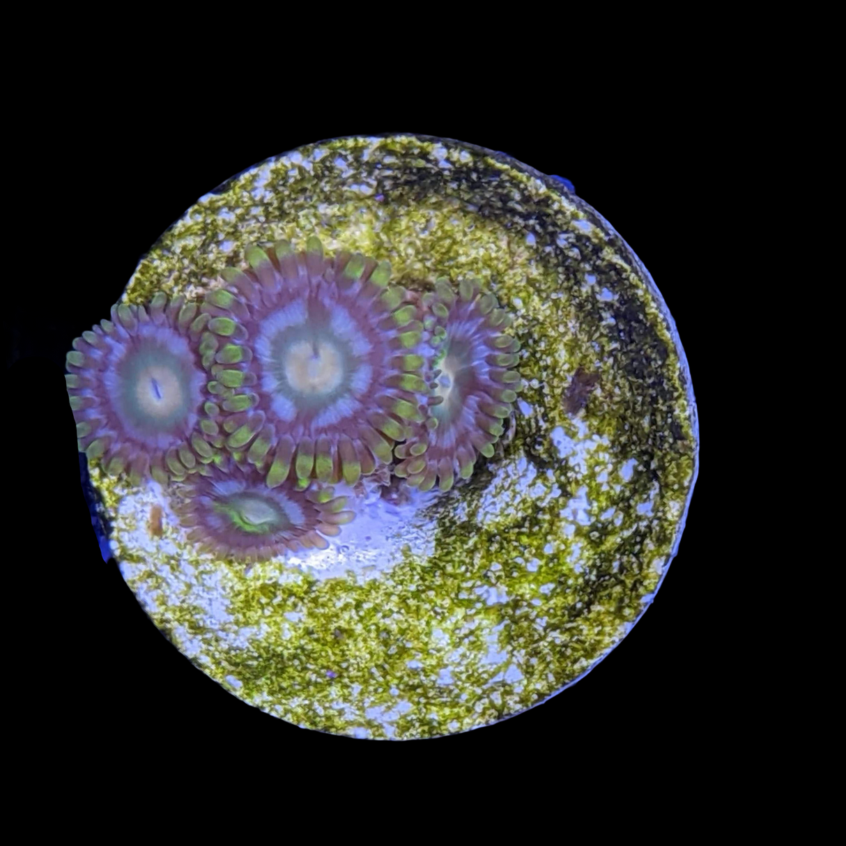 Zoa Frag