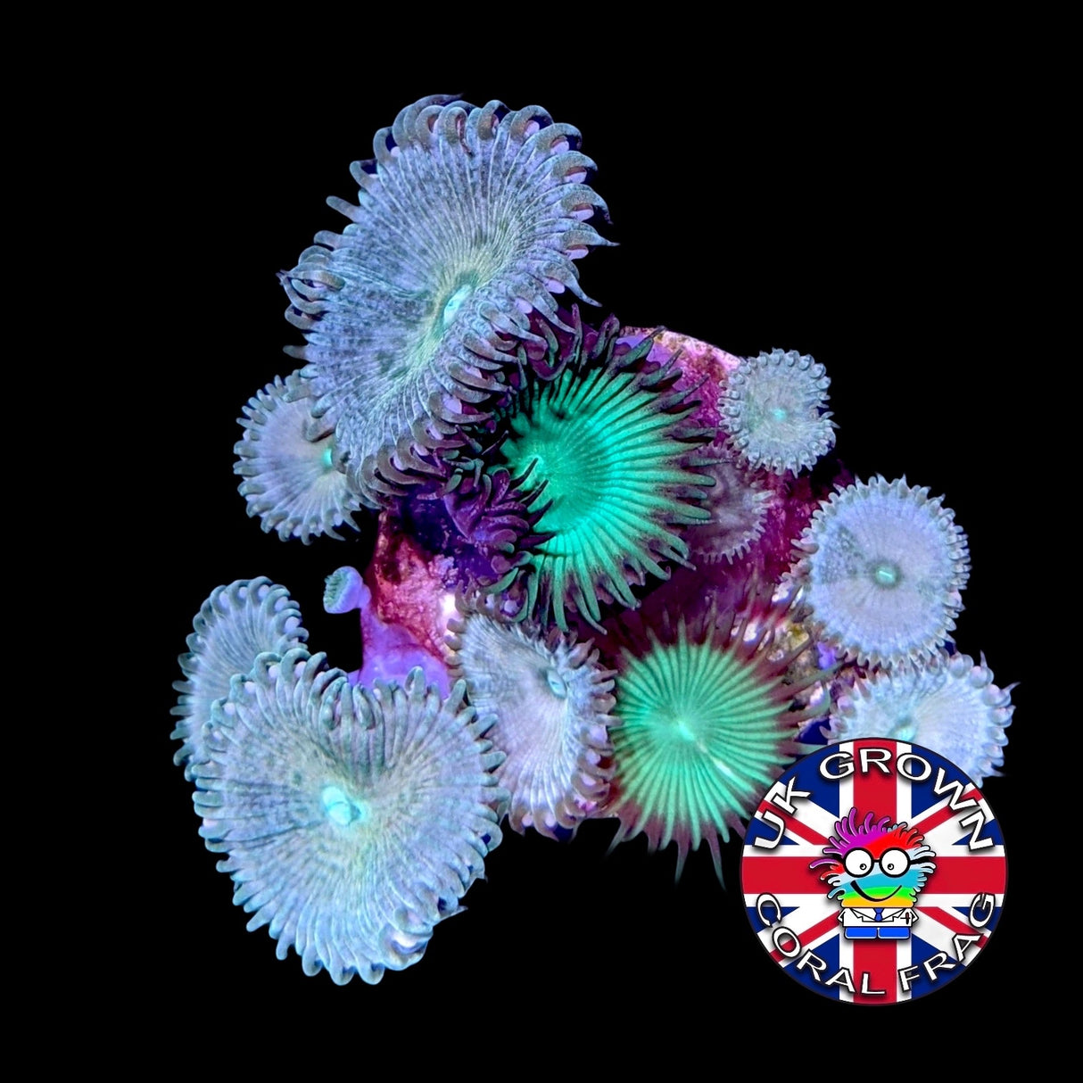 Zoa Frag (UK Grown)