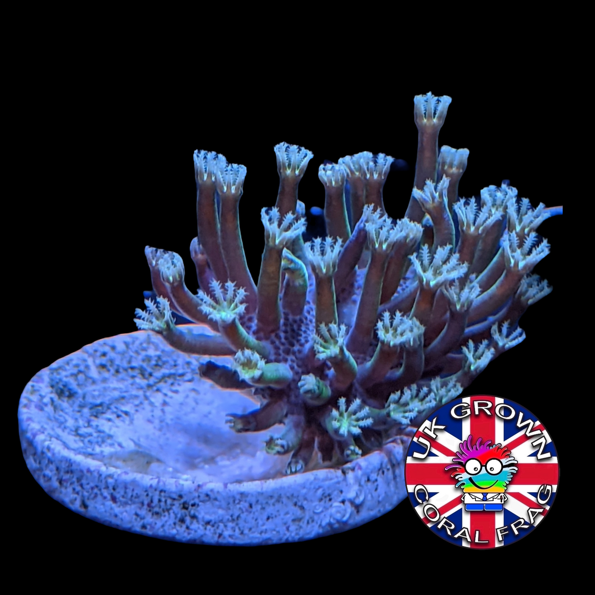 Toadstool (UK Grown)