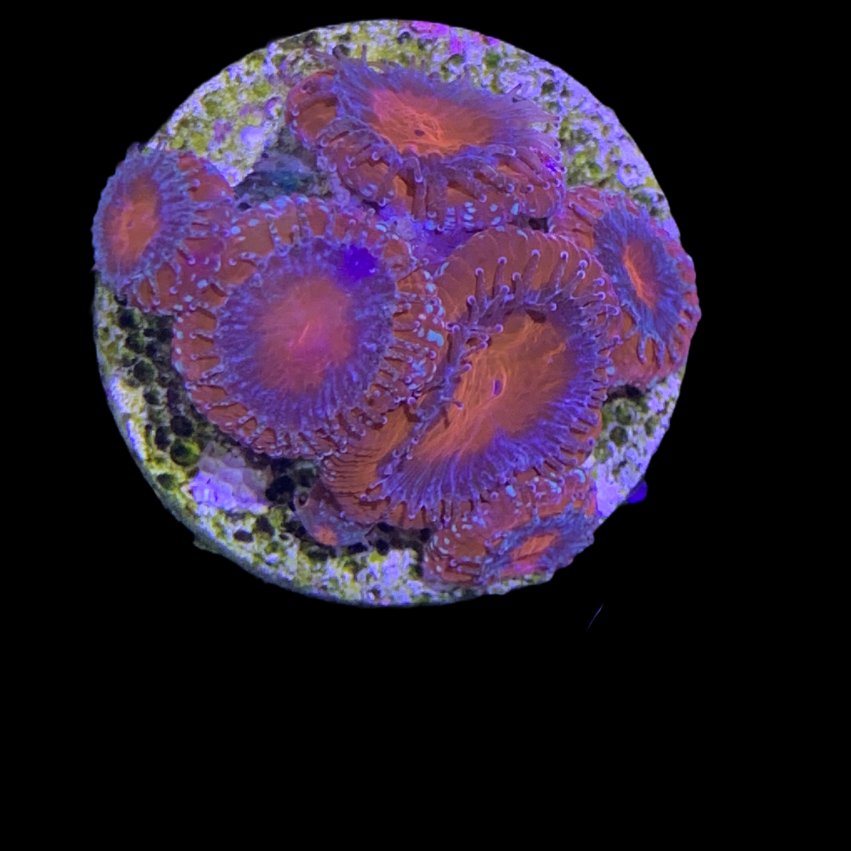 6 Head Acan Frag