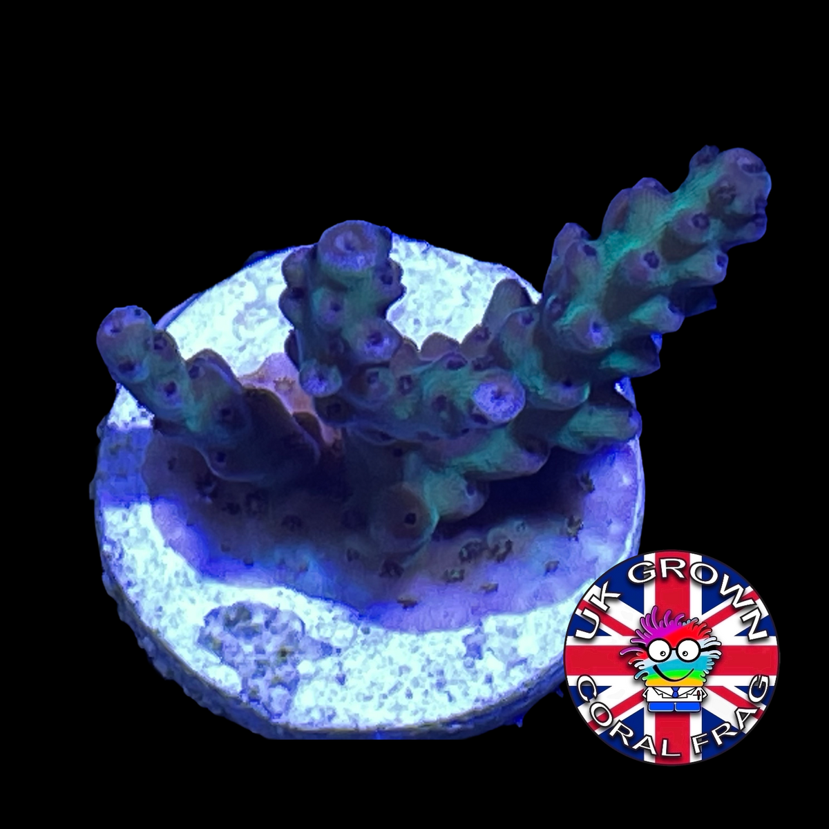 Acropora Frag (UK Grown)