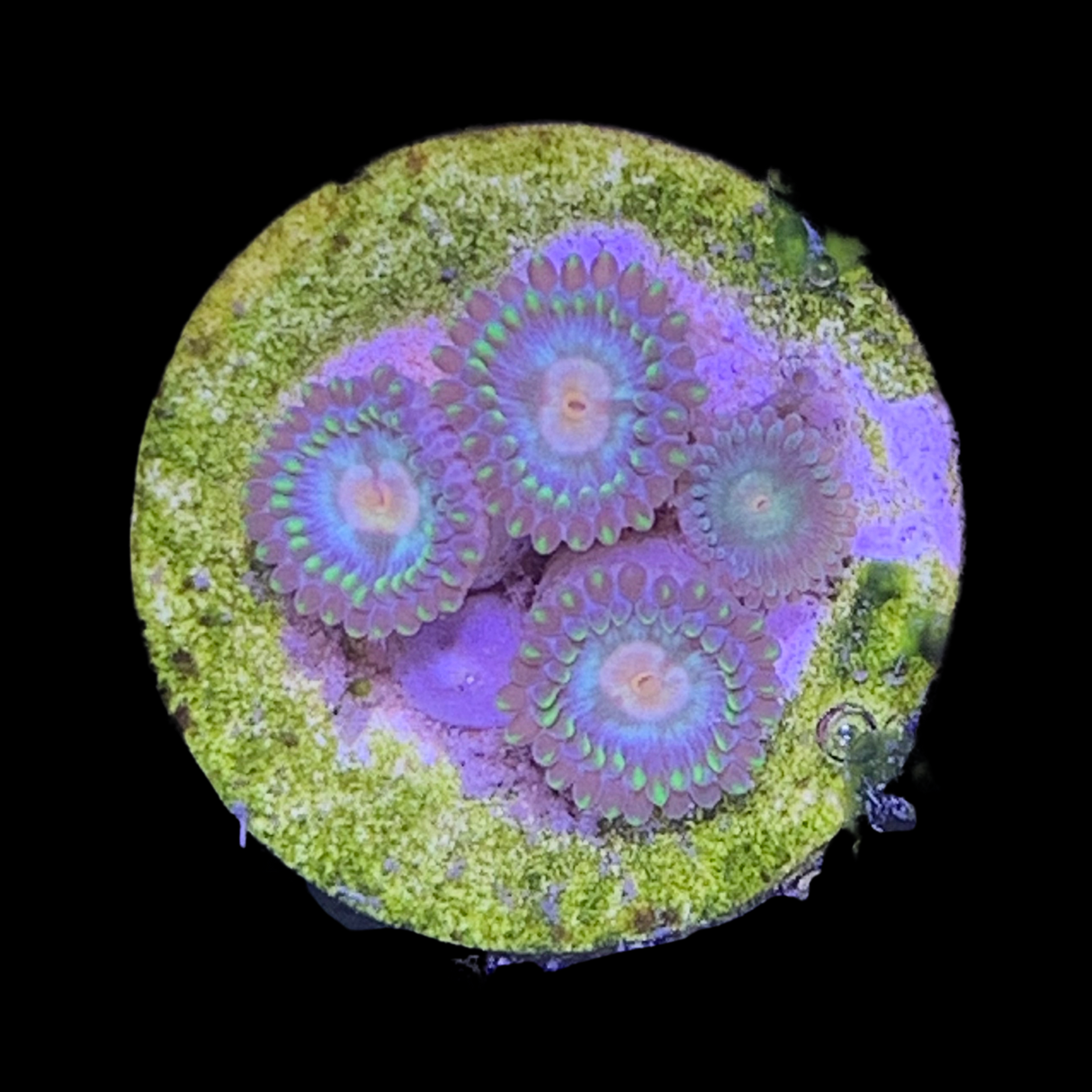 Zoa Frag