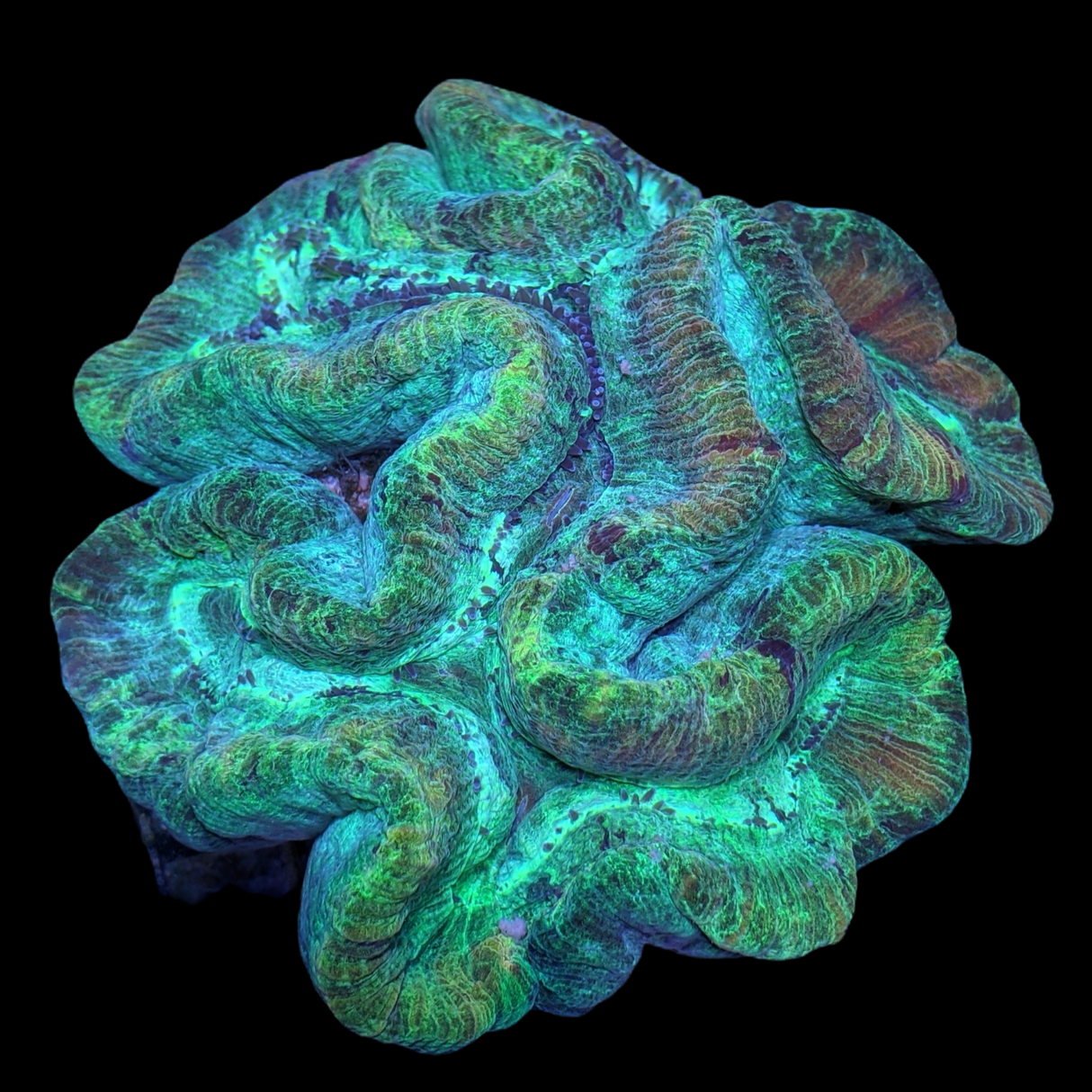 Super Saturday XXL Trachyphyllia (Collection Only)