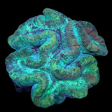Super Saturday XXL Trachyphyllia (Collection Only)
