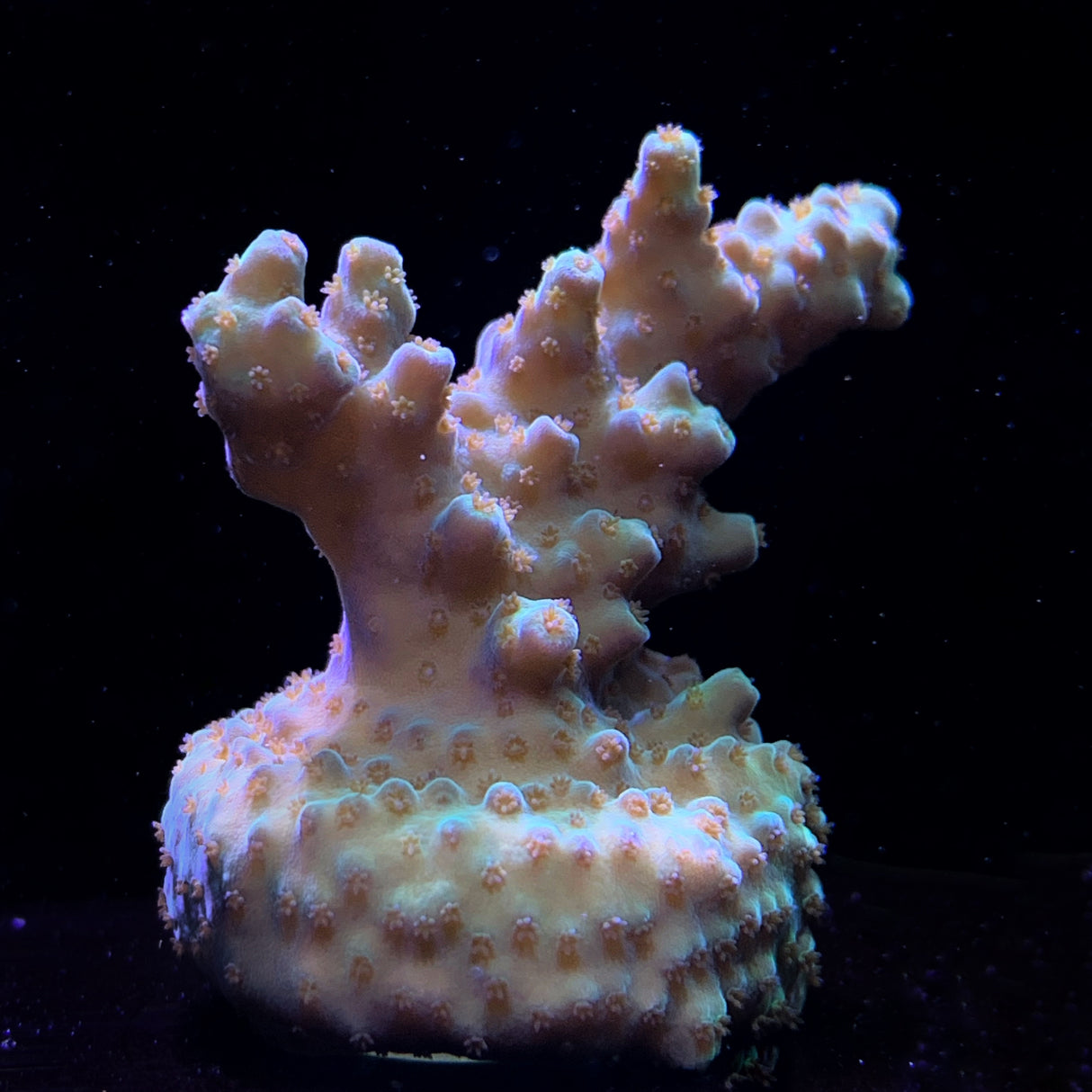 Acropora Frag